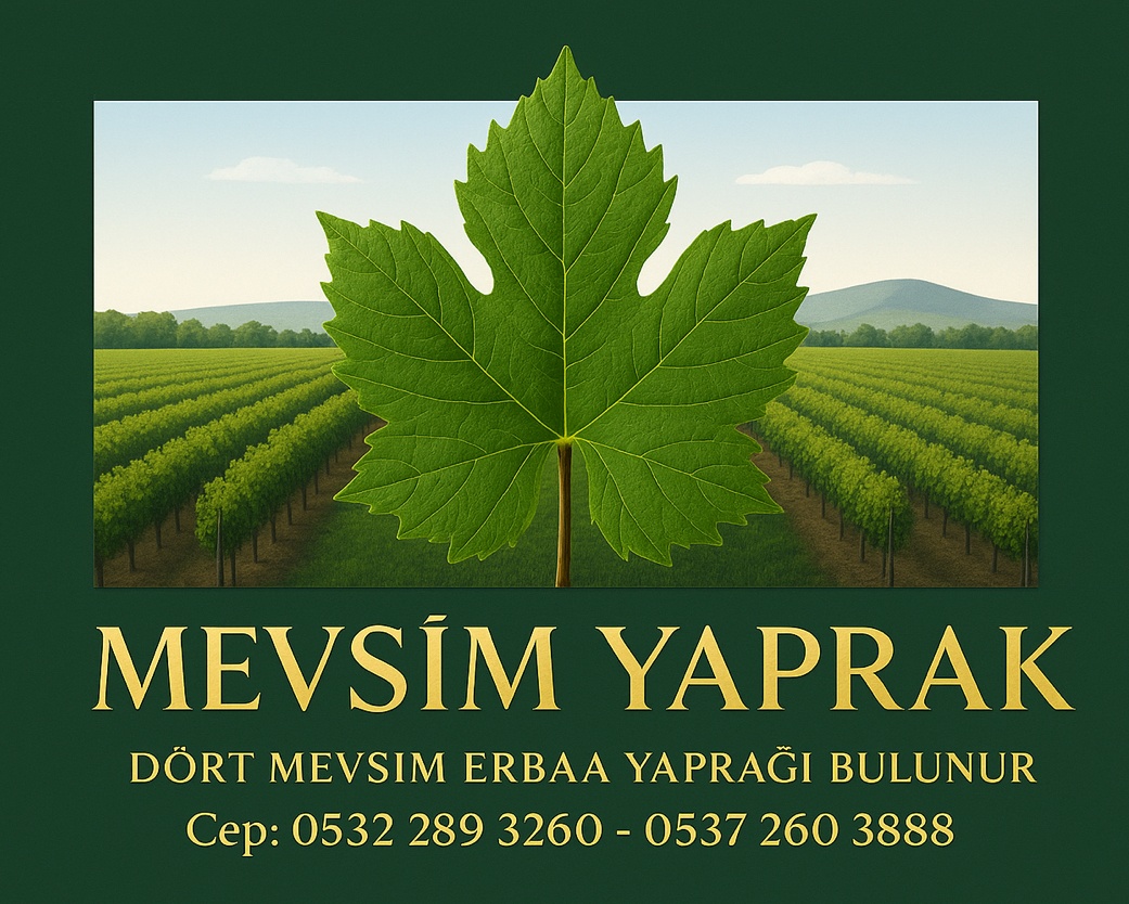 Mevsim Yaprak Logo